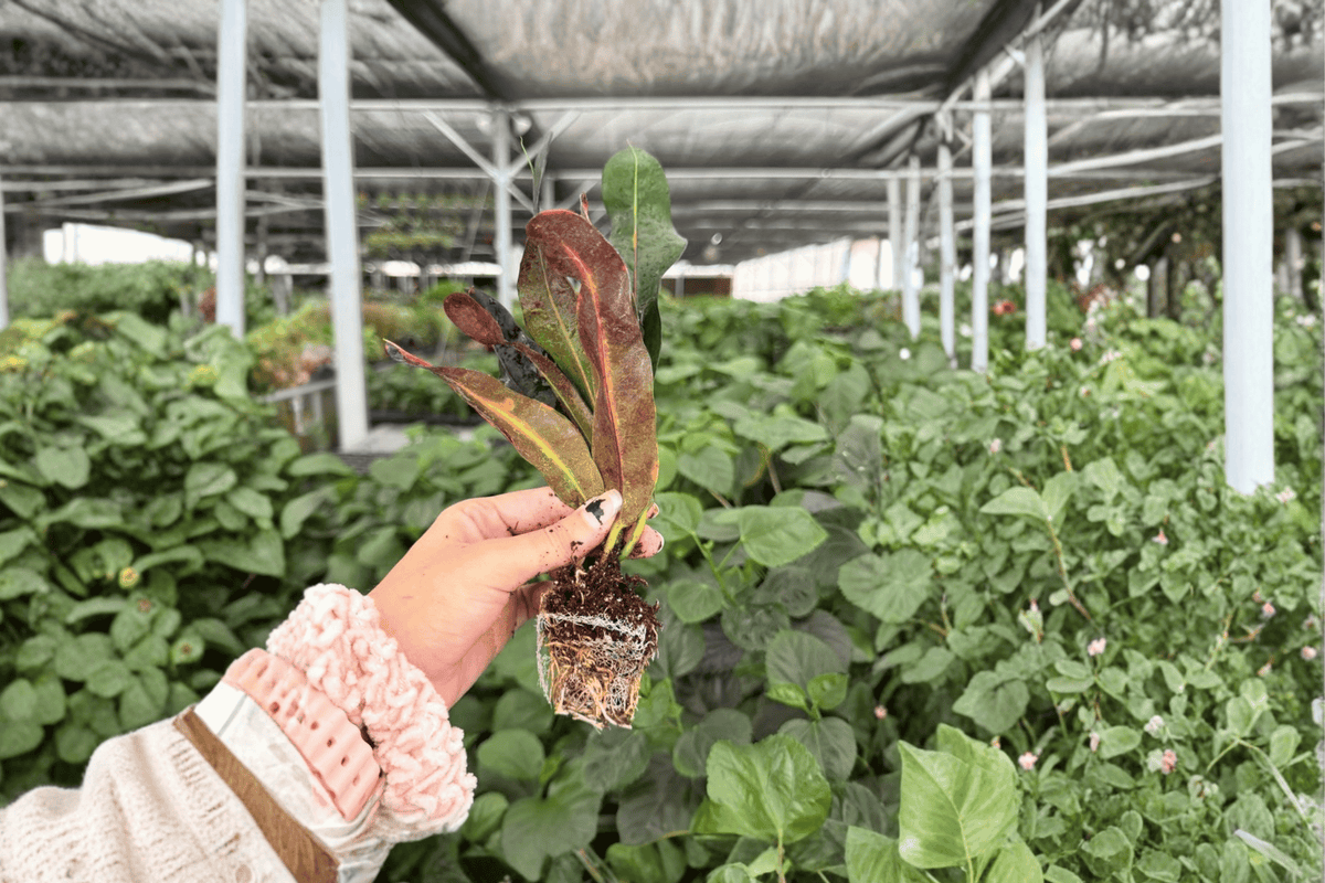 Mammy Croton (Codiaeum variegatum ‘Mammy’) - 2 Exact Live Starter Plants (Bare Root)