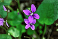 Royal Robe Sweet Violet Viola odorata (4-inch Pot) Live Plant