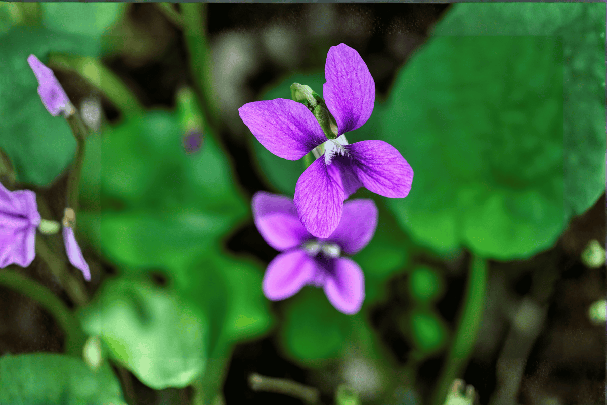 Royal Robe Sweet Violet Viola odorata (4-inch Pot) Live Plant
