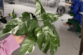 Epipremnum pinnatum Albo Live Plants - 4-Inch Pot (2 Pack)