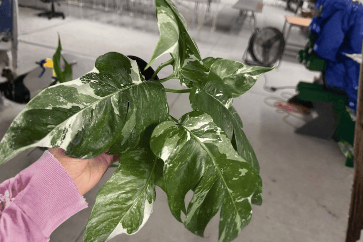 Epipremnum pinnatum Albo Live Plants - 4-Inch Pot (2 Pack)