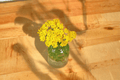 Moonshine Yarrow (Achillea ‘Moonshine’) – 4-Inch Pot, 1 Live Plant