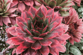 Chick Charms Autumn Apple Hens and Chicks Sempervivum 'Autumn Apple' - 4-Inch Pot