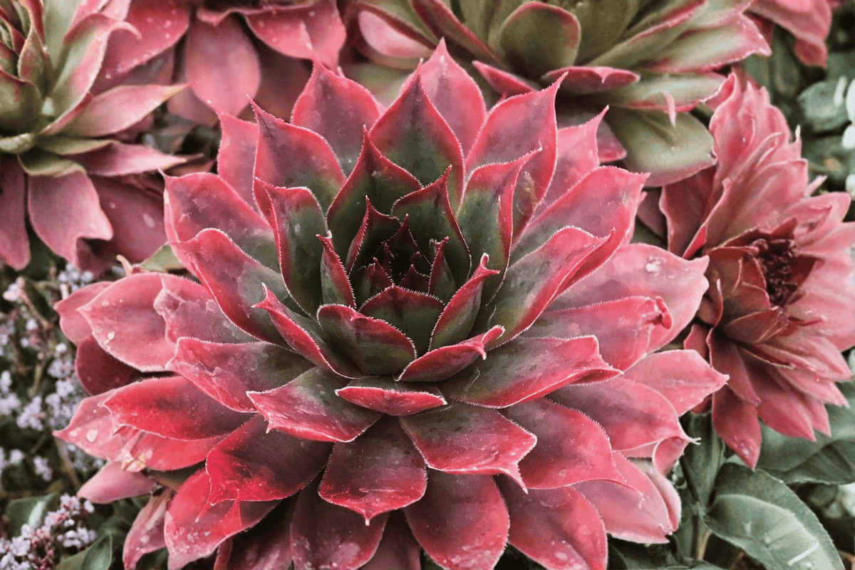 Chick Charms Autumn Apple Hens and Chicks Sempervivum 'Autumn Apple' - 4-Inch Pot