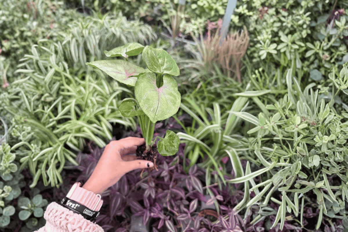 Syngonium Mango Allusion Starter Plants (2) in Plugs | Exact Live Starter Plants