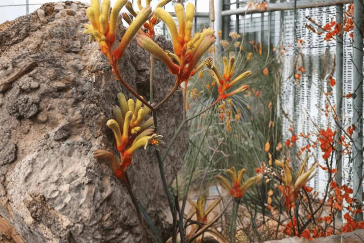 Bush Tenacity Kangaroo Paw (Anigozanthos 'Bush Tenacity') - 1 Gallon Live Plant
