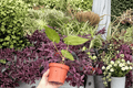 Antthurium Xone × Subsignatum Live Plants - 4-Inch Bare Root (2 Exact Plants)