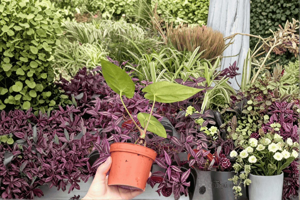 Antthurium Xone × Subsignatum Live Plants - 4-Inch Bare Root (2 Exact Plants)