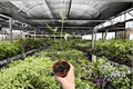 Alocasia Teletubies Live Plants - 2 Exact 4-Inch Pots