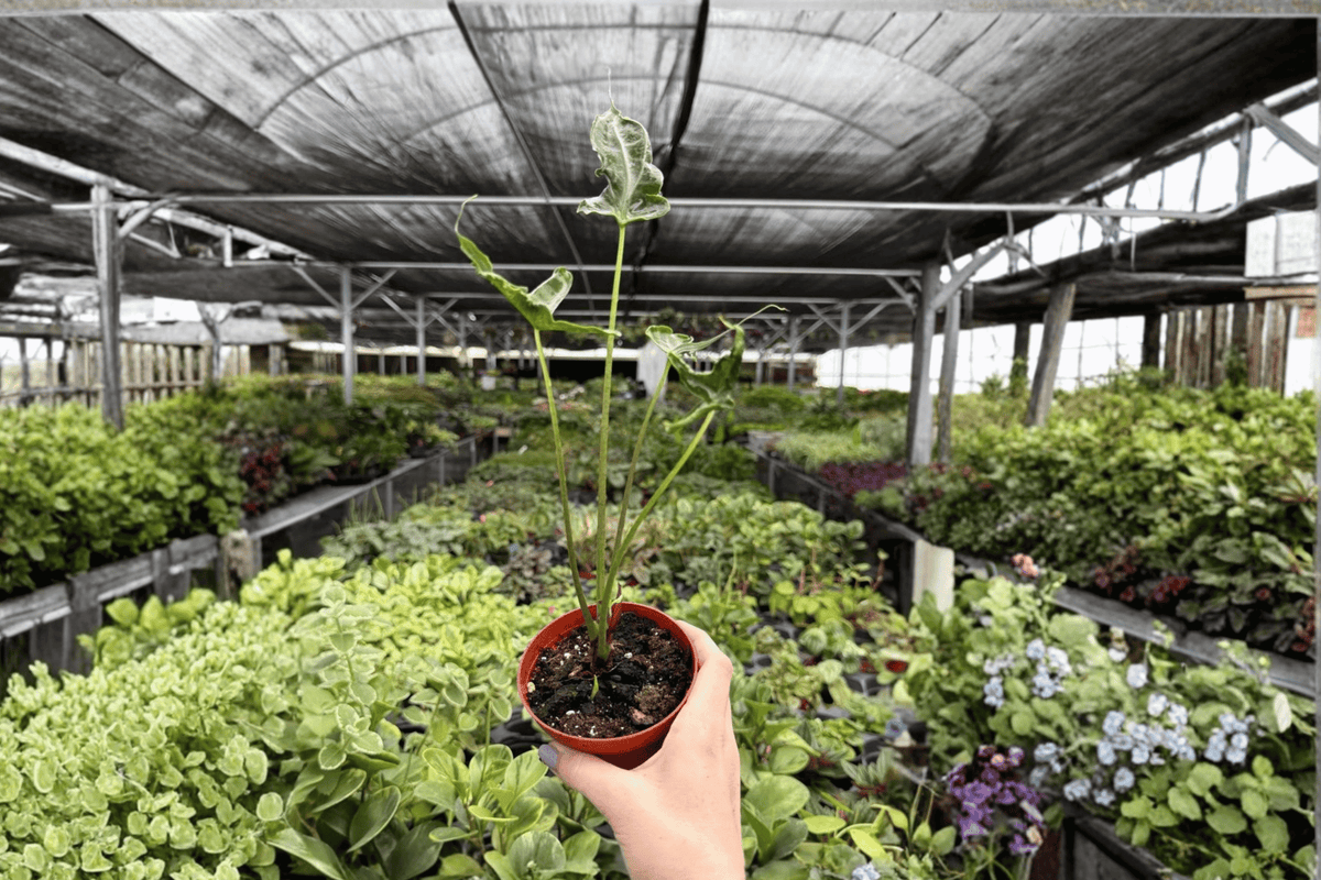 Alocasia Teletubies Live Plants - 2 Exact 4-Inch Pots