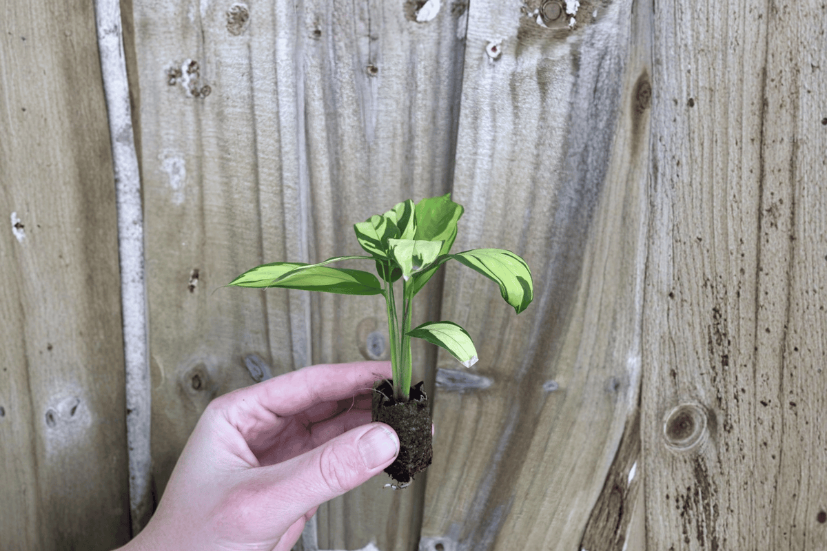 Calathea pilosa Starter Plants (2) – Bare Root, Established Roots