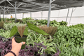 Anthurium Red Sinus x Hulk Live Plants - 2x 4-Inch Pots