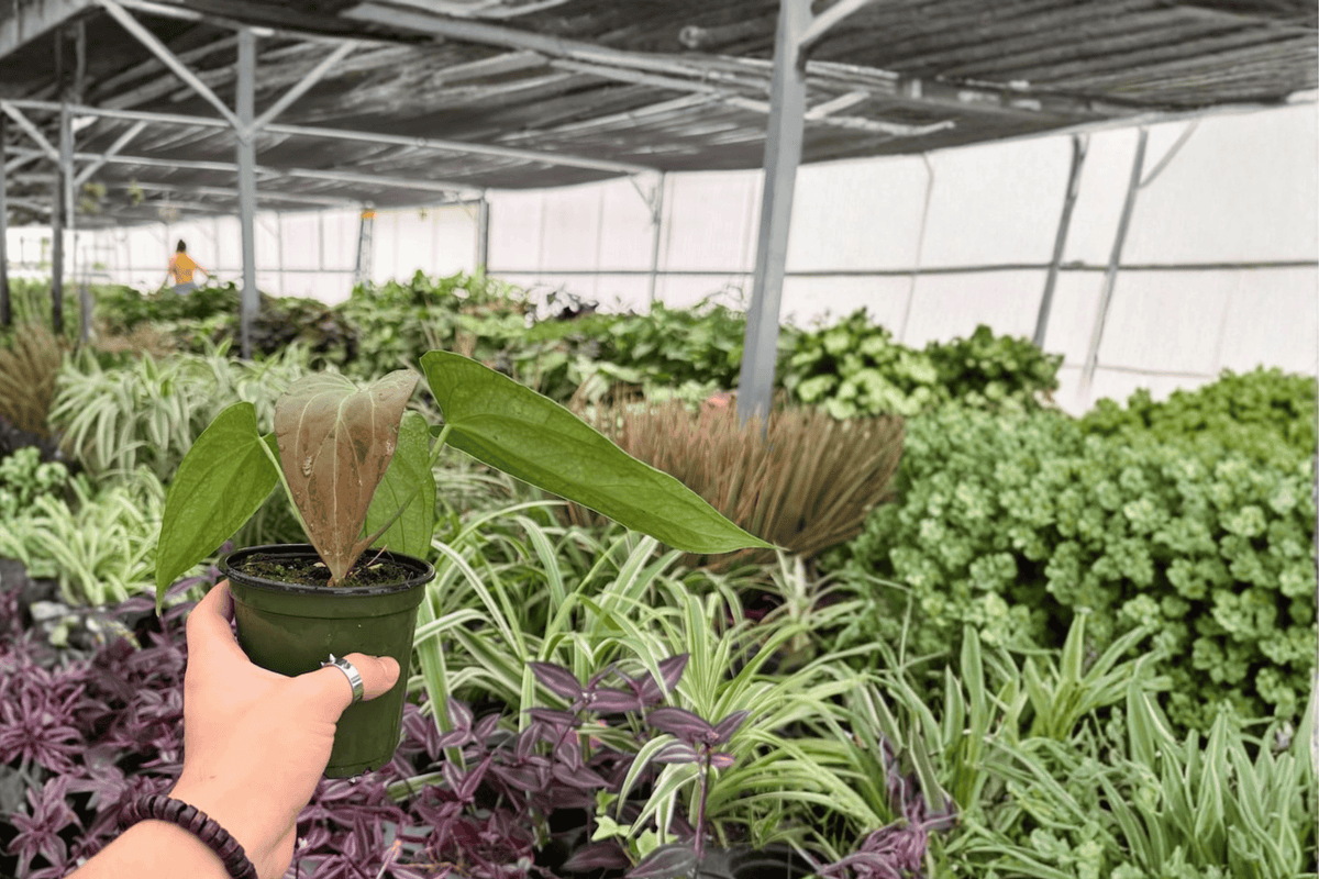Anthurium Red Sinus x Hulk Live Plants - 2x 4-Inch Pots