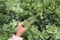 Caladium Bicolor Camilla 2 Starter Plants | Live Plant Cuttings