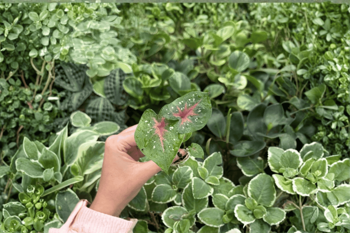 Caladium Bicolor Camilla 2 Starter Plants | Live Plant Cuttings