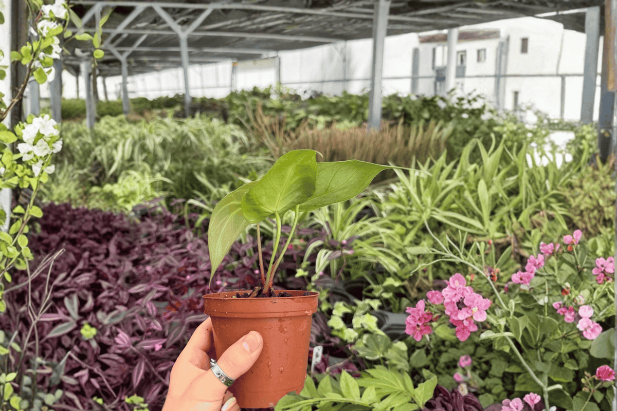 Anthurium Hoffmannii × Green Mamba | 2 Live Plants in 4-Inch Pots