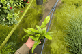 Crocodile Fern Microsorum musifolium ‘Crocodyllus’ – 2 Live Crocodile Fern Plants in 4-inch Pot (Uncertain Pot/Shipping)