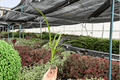 Agapanthus Storm Cloud Starter Plants (2) - Bare Root, 2-Inch Pots | Storm Cloud Lily of the Nile