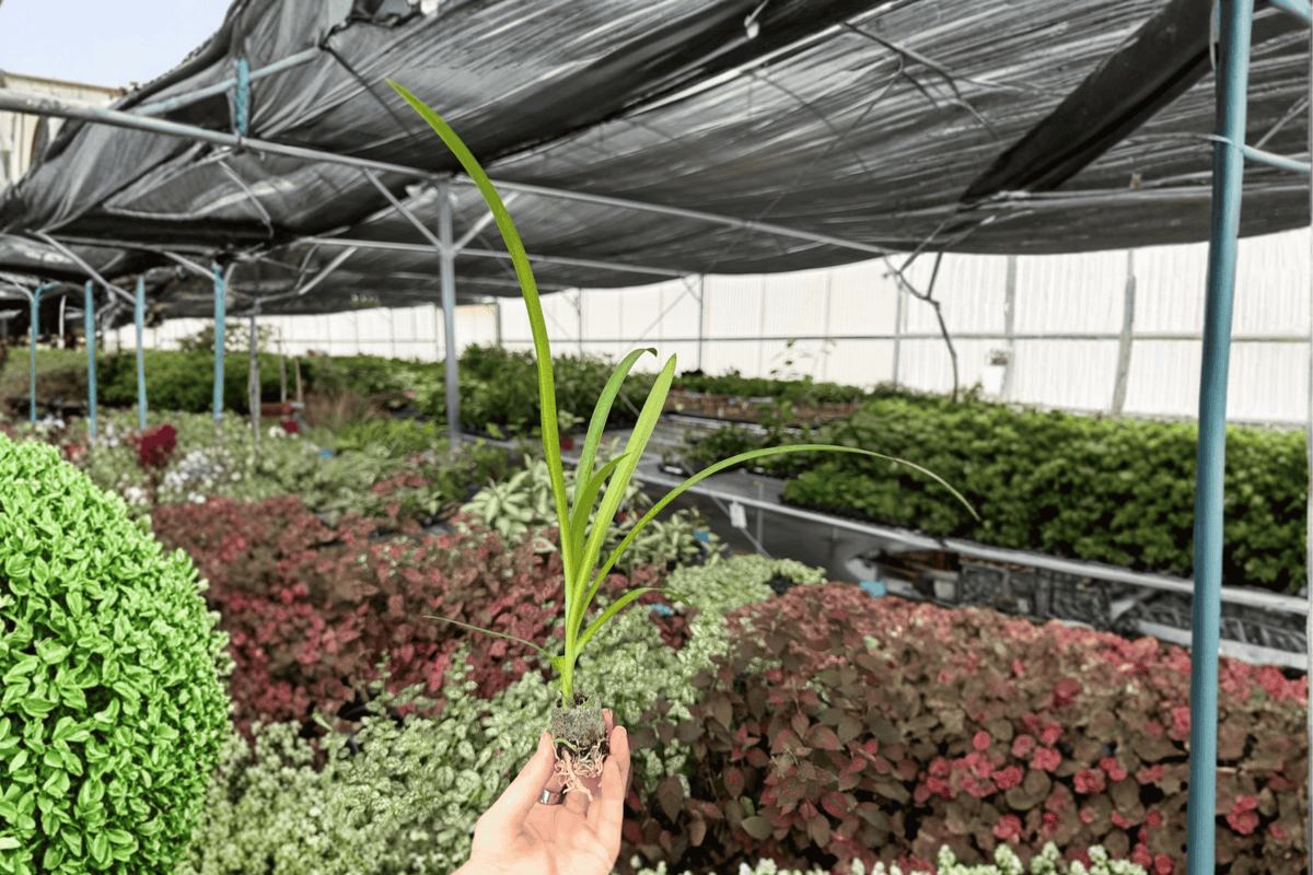 Agapanthus Storm Cloud Starter Plants (2) - Bare Root, 2-Inch Pots | Storm Cloud Lily of the Nile