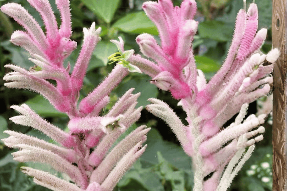 Pink Beauty Kangaroo Paw Anigozanthos 'Pink Beauty' | 1-Gallon Live Plant