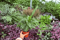 Calathea Vittata (Goeppertia elliptica 'Vittata') - 2 Live Plants in 4-Inch Pots