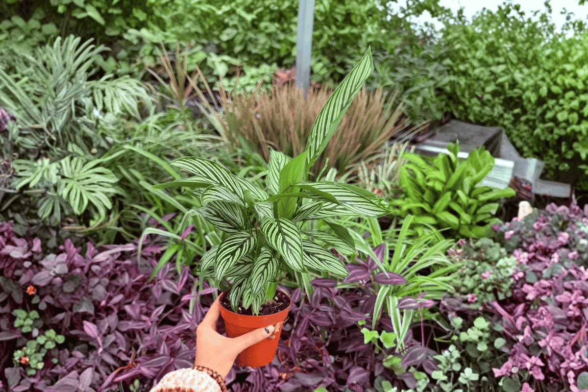Calathea Vittata (Goeppertia elliptica 'Vittata') - 2 Live Plants in 4-Inch Pots
