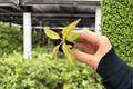 Philodendron Orange Princess Starter Plants - 2 Exact Plug Plants