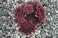 Chick Charms Chocolate Kiss Hens and Chicks Sempervivum - 1 Live Plant in 4-Inch Pot