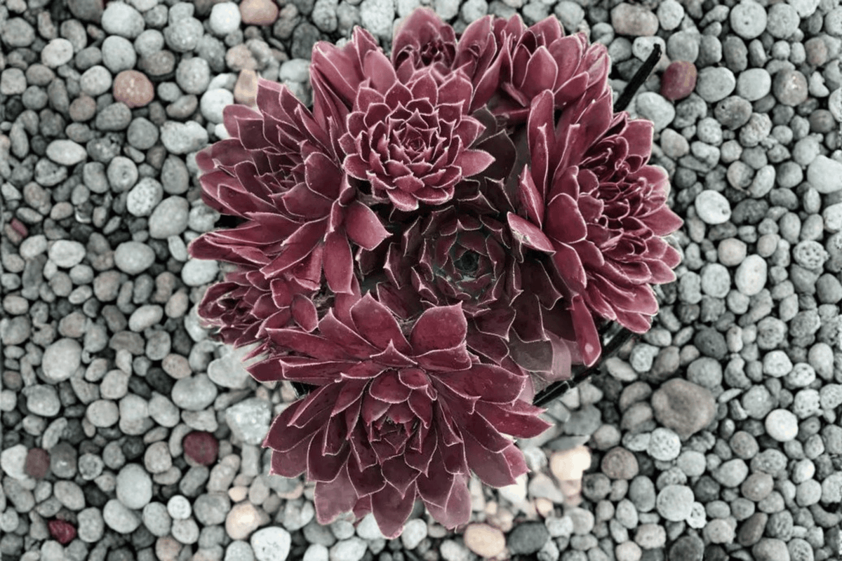 Chick Charms Chocolate Kiss Hens and Chicks Sempervivum - 1 Live Plant in 4-Inch Pot