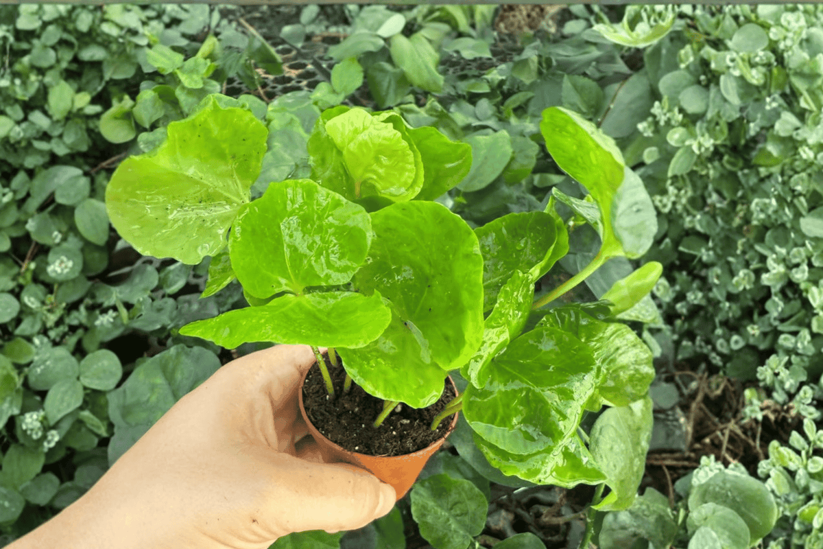 Arabica Coffee Coffea arabica - 2 Live Starter Plants, Bare Root, 2-Inch Nursery Size