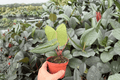Anthurium Xone × Dressleri - 2 Exact 4-inch Bare Root Live Plants