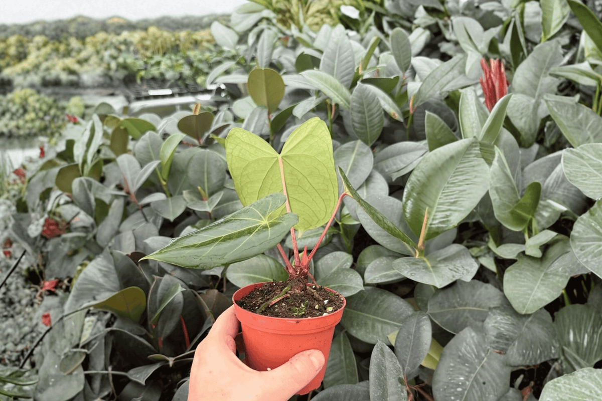 Anthurium Xone × Dressleri - 2 Exact 4-inch Bare Root Live Plants