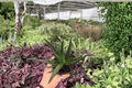Aloe Black Gem 2 Live Plants in 4-Inch Pots