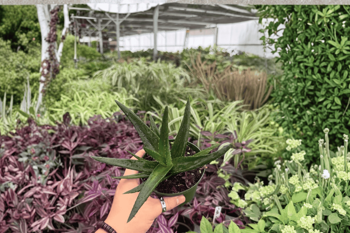Aloe Black Gem 2 Live Plants in 4-Inch Pots