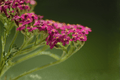 Island Pink Yarrow - Island Yarrow Achillea millefolium 'Island Pink' | 1 Live Plant in 4-Inch Pot