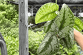 Scindapsus Exotica (Exotica) Pictus 2 Live Plants – 4-Inch Pots, Exact Plants Pictured