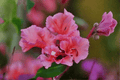 Mountain Garland Clarkia unguiculata | 4-Inch Live Plant