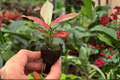 Aglaonema Sunrise Red Starter Live Plants - 2-Pack, 2" Pot