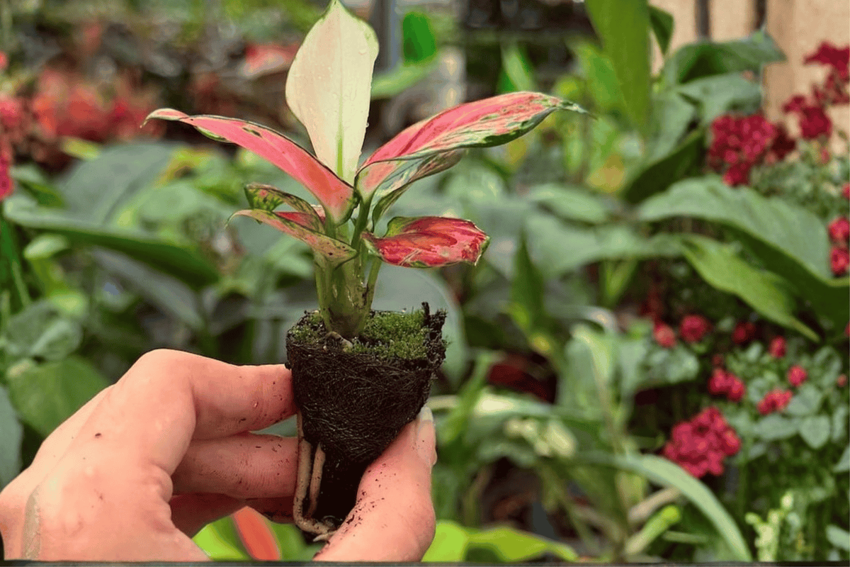 Aglaonema Sunrise Red Starter Live Plants - 2-Pack, 2" Pot