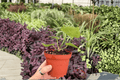 Anthurium Silver Red x Magnificum | 2 Live Plants in 4" Pots (Exact Plants Shipped)