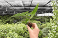 Alocasia Sabrina Narrow Starter Plants (2) | Live Tropical Aroid