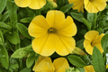Calibrachoa MiniFamous Uno Yellow Million Bells 4-Inch Pot | Live Plant