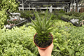 Sansevieria Francisii (Dracaena francisii) - 2 Live Plants in 4-Inch Pots