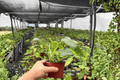 Philodendron Glad Hands - 2 Exact Live Plants, 4-Inch Bare Root