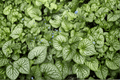 Sea Heart Siberian Bugloss Brunnera macrophylla 'Sea Heart' - 1 Gallon Live Plant