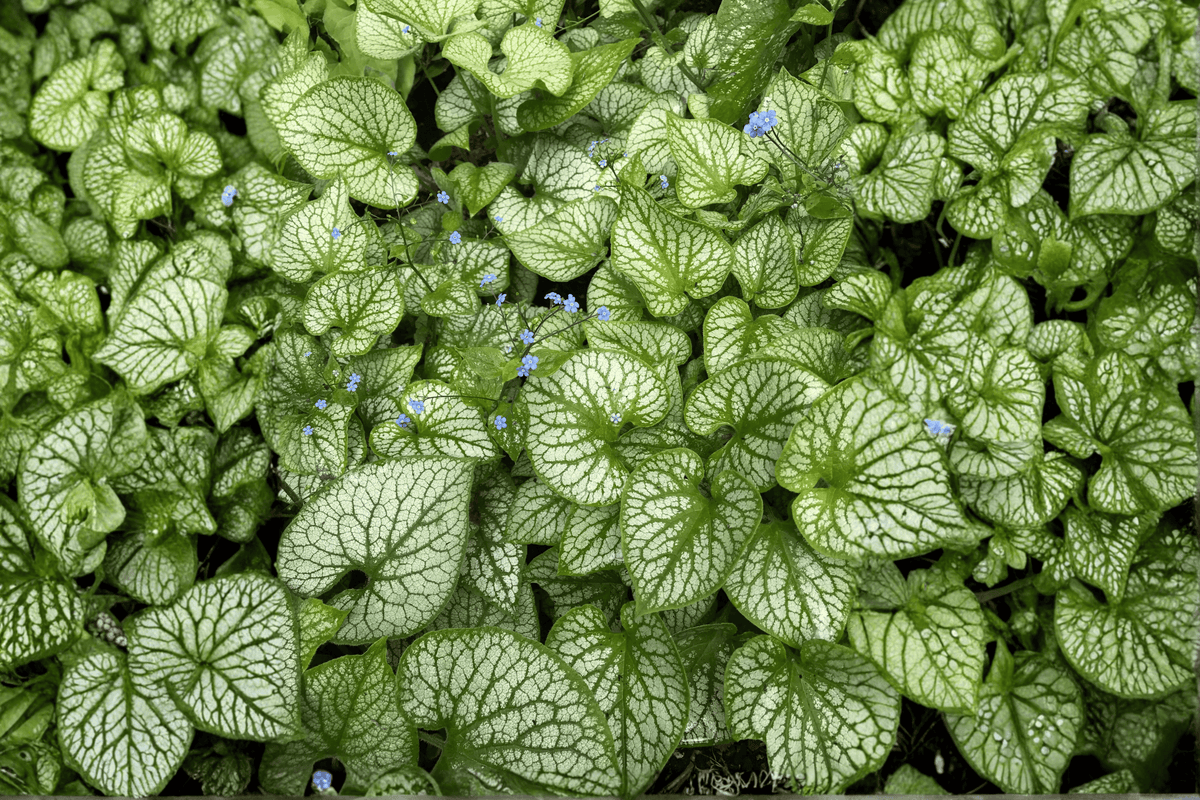 Sea Heart Siberian Bugloss Brunnera macrophylla 'Sea Heart' - 1 Gallon Live Plant