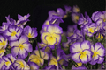 Sweetheart MagnifiScent Viola Live Plant 4-Inch Pot | Viola × hybrida 'Sweetheart'