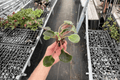 Country Cider African Violet Streptocarpus ionanthus Starter Plants - 2 Live