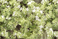 Highland Cream Creeping Thyme - 1 Live Plant in 4-Inch Pot (Thymus praecox 'Highland Cream')