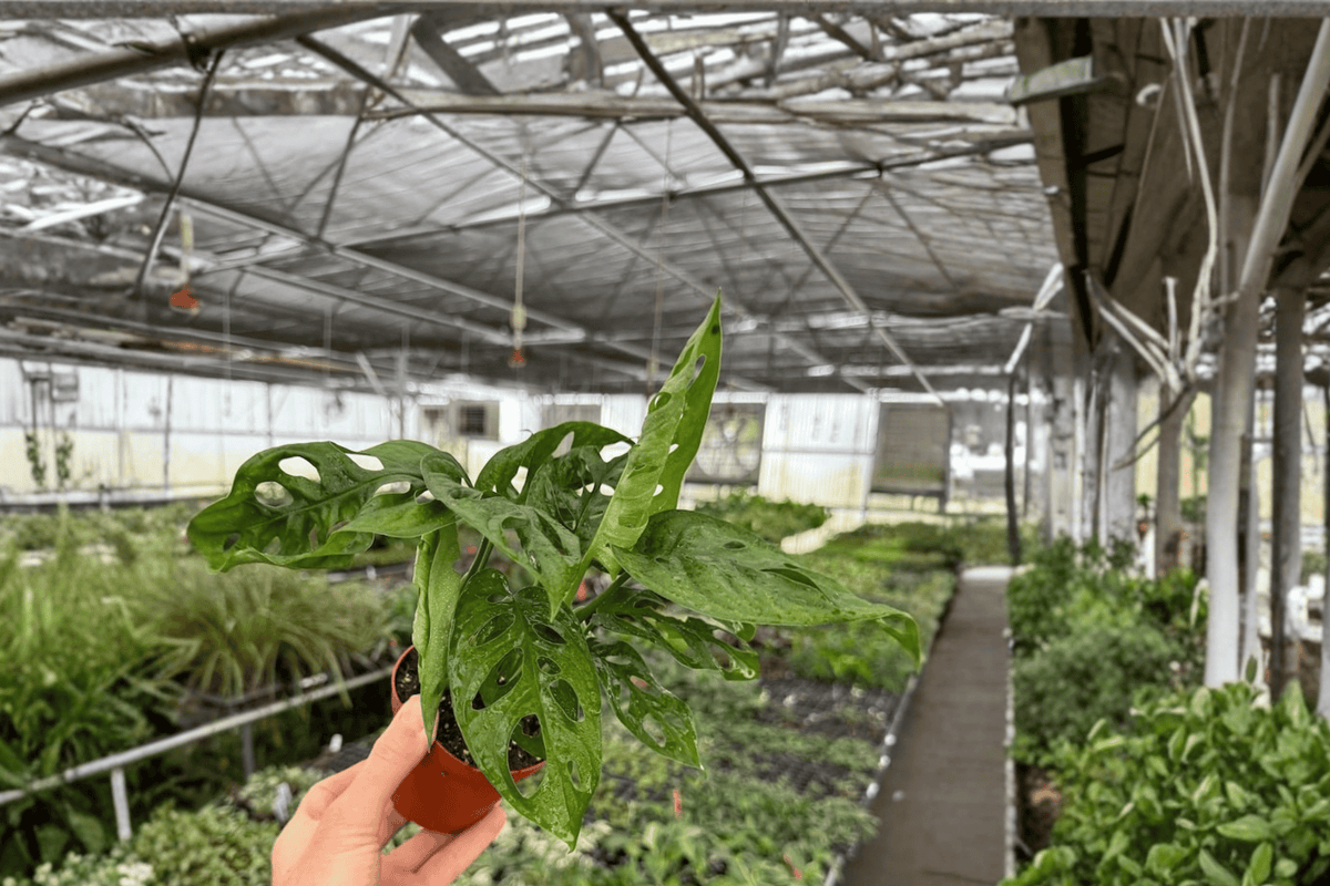 Monstera Adansonii Wide Form Live Plants - 4-Inch Pot (2 Plants)